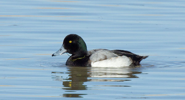 Greater Scaup Aythya marila