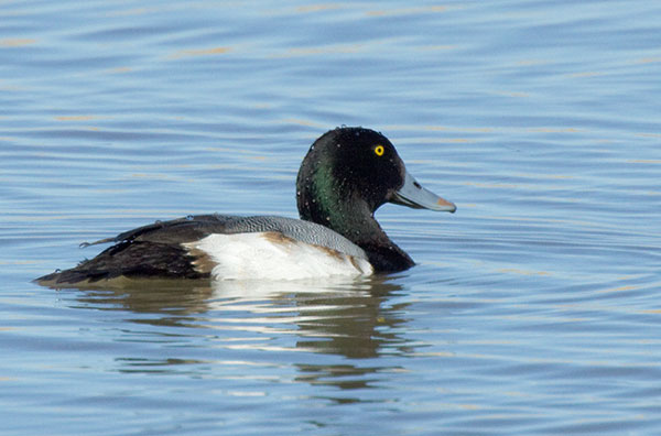 Greater Scaup Aythya marila