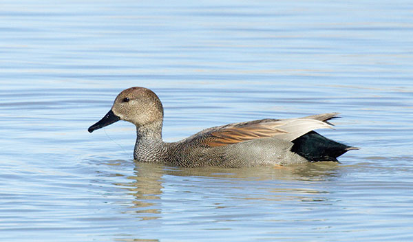 Gadwall Anas strepera 