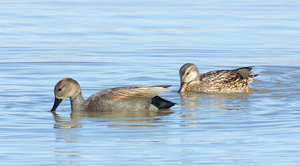 Gadwall Anas strepera 