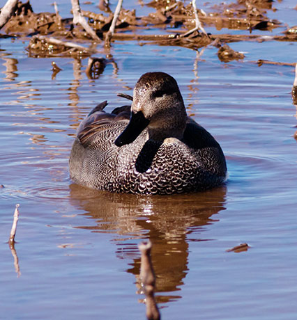 Gadwall Anas strepera 