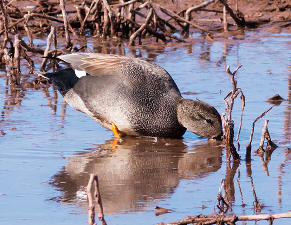 Gadwall Anas strepera 