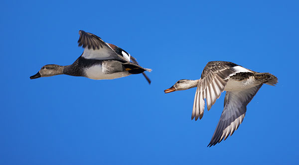 Gadwall Anas strepera 