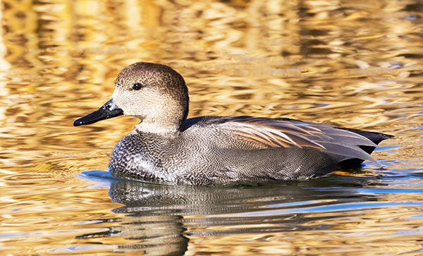 Gadwall Anas strepera 