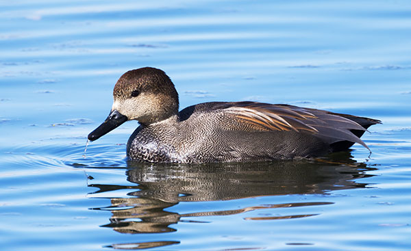Gadwall Anas strepera 