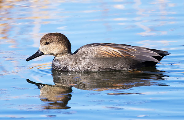 Gadwall Anas strepera 