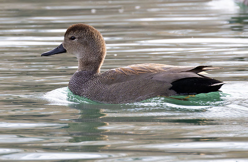 Gadwall Anas strepera 