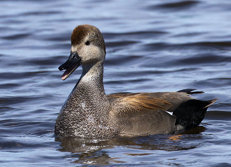 Gadwall Anas strepera 
