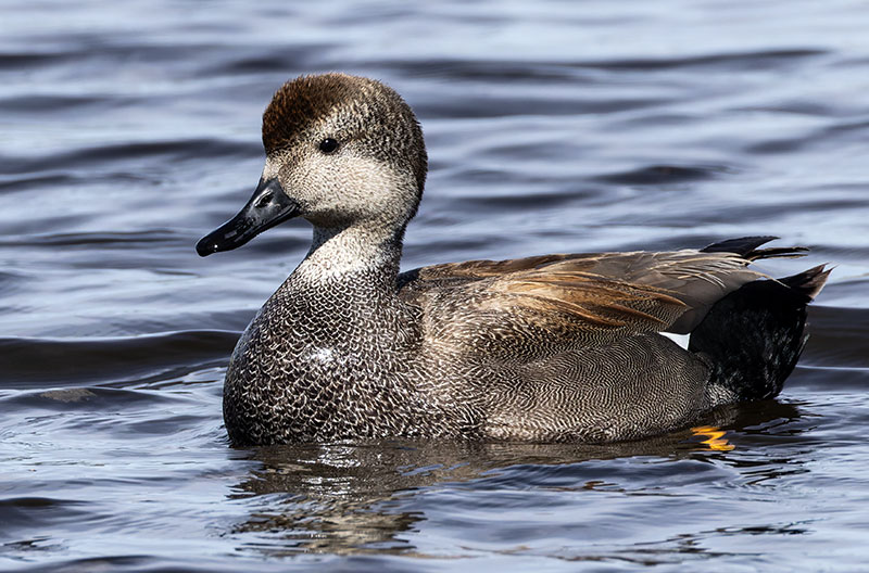Gadwall Anas strepera 