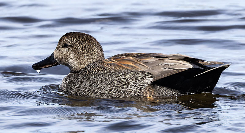 Gadwall Anas strepera 