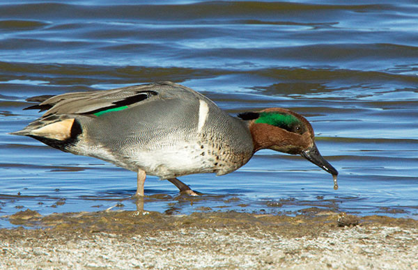 Green-winged Teal Anas crecca 