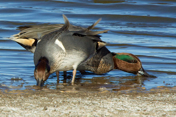Green-winged Teal Anas crecca 