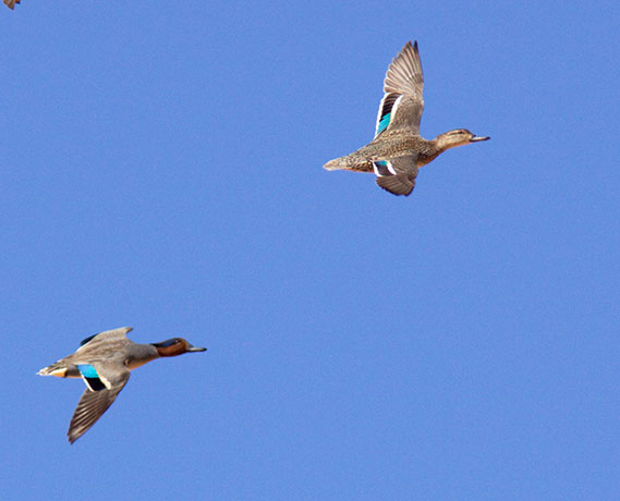 Green-winged Teal Anas crecca 