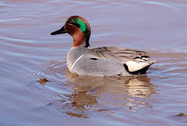 Green-winged Teal Anas crecca 