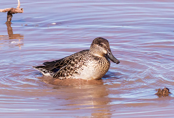 Green-winged Teal Anas crecca 