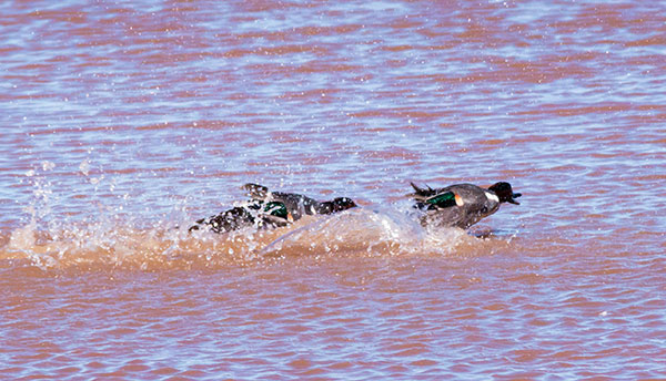 Green-winged Teal Anas crecca 