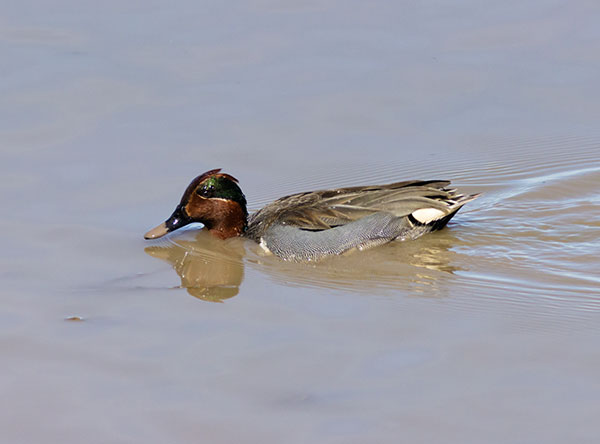 Green-winged Teal Anas crecca 