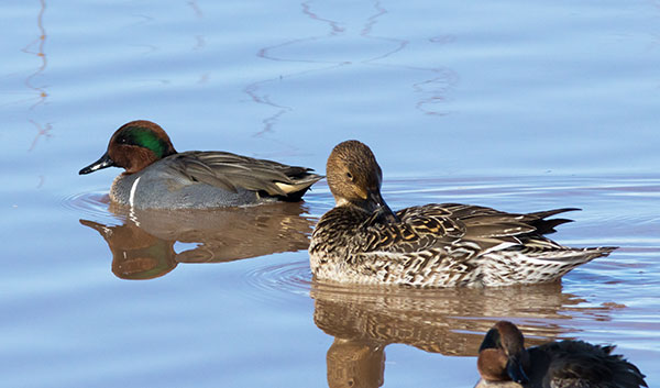 Green-winged Teal Anas crecca 