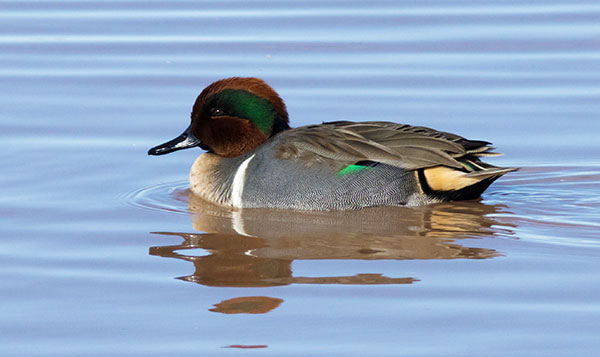 Green-winged Teal Anas crecca 