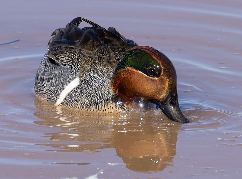 Green-winged Teal Anas crecca 