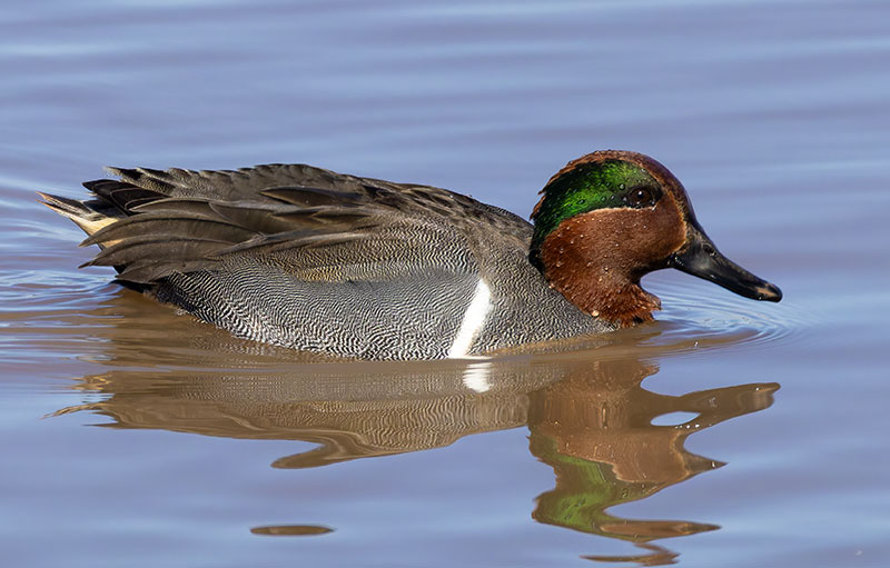 Green-winged Teal Anas crecca 