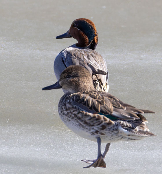 Green-winged Teal Anas crecca 