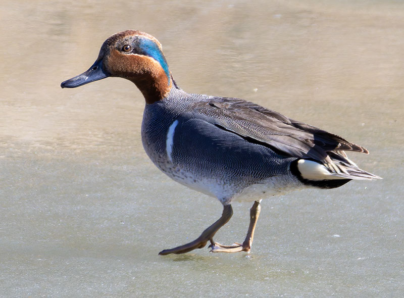 Green-winged Teal Anas crecca 
