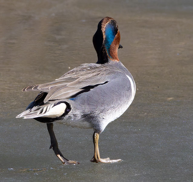 Green-winged Teal Anas crecca 