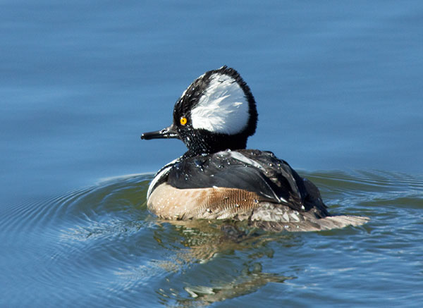 Hooded Merganser Lophodytes cucullatus