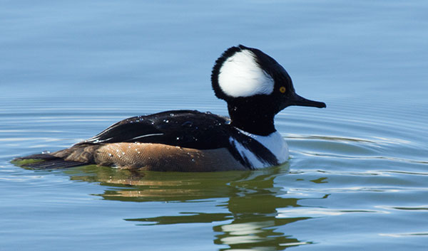 Hooded Merganser Lophodytes cucullatus