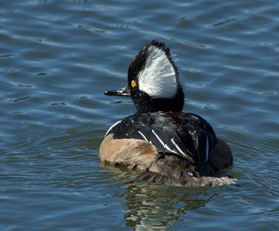Hooded Merganser Lophodytes cucullatus