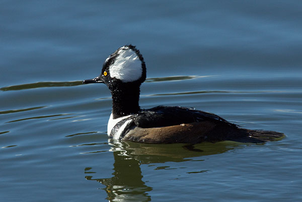 Hooded Merganser Lophodytes cucullatus