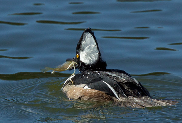 Hooded Merganser Lophodytes cucullatus