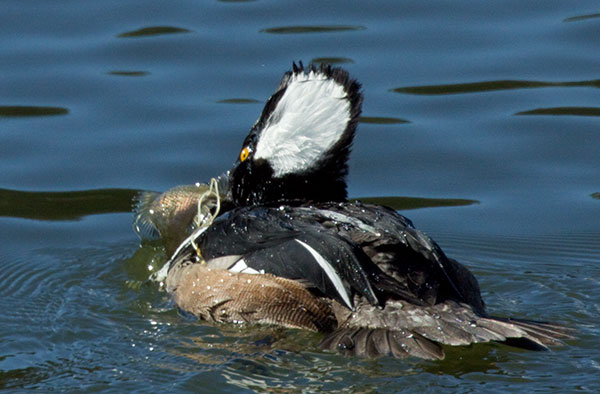 Hooded Merganser Lophodytes cucullatus