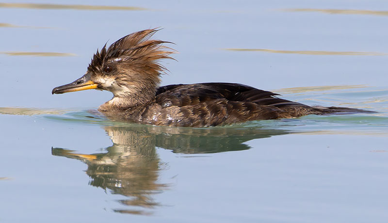 Hooded Merganser Lophodytes cucullatus