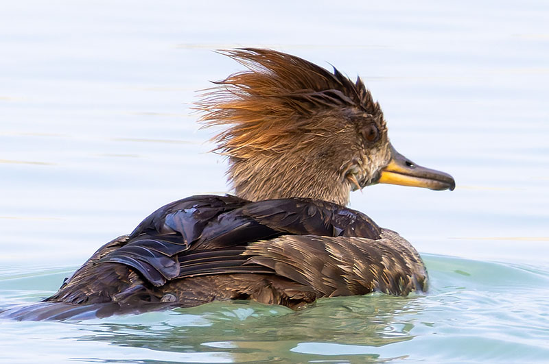 Hooded Merganser Lophodytes cucullatus