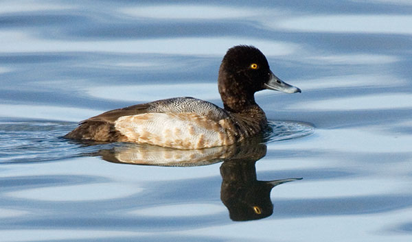 Lesser Scaup Aythya affinis