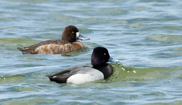 Lesser Scaup Aythya affinis