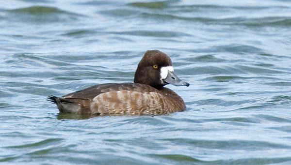 Lesser Scaup Aythya affinis