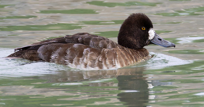 Lesser Scaup Aythya affinis