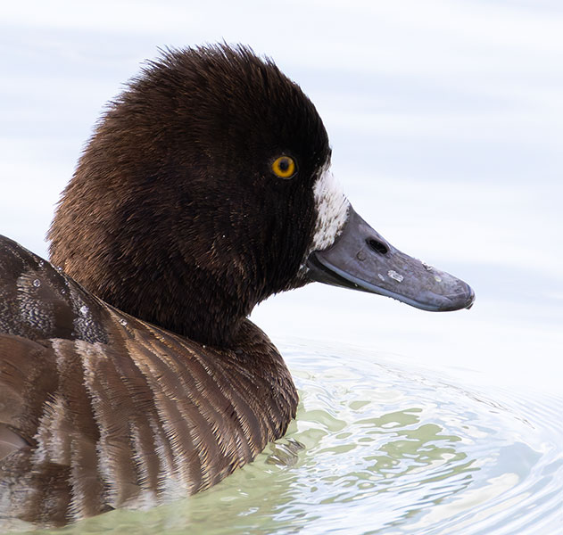 Lesser Scaup Aythya affinis