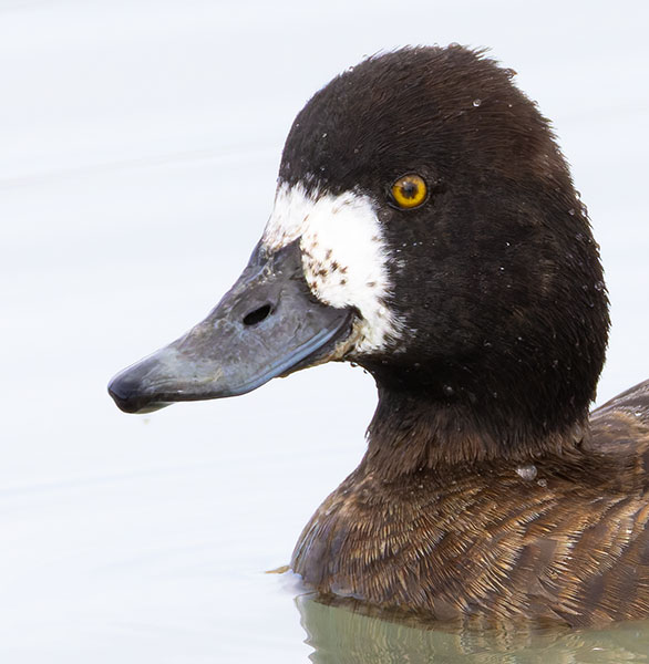 Lesser Scaup Aythya affinis