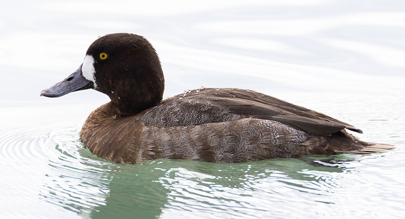 Lesser Scaup Aythya affinis