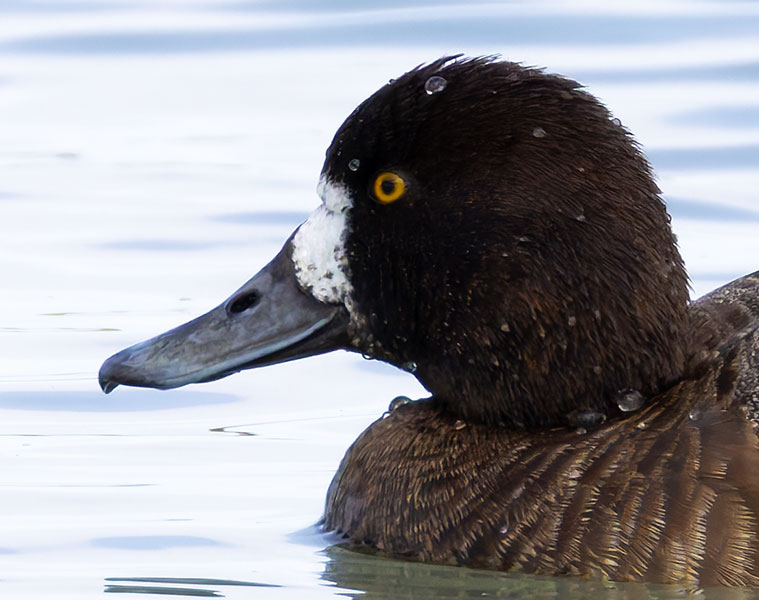 Lesser Scaup Aythya affinis
