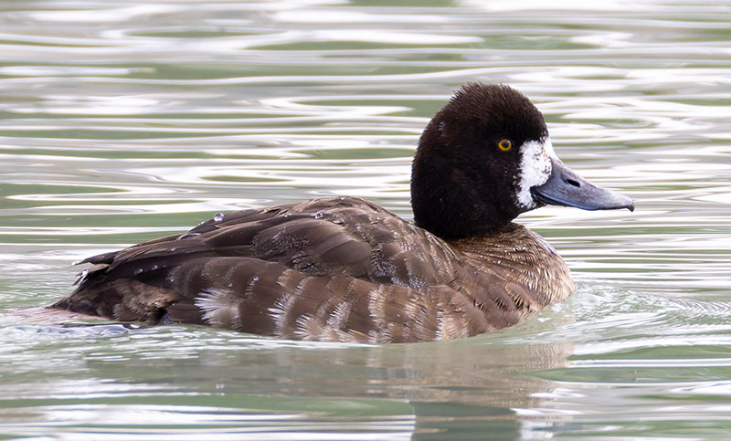 Lesser Scaup Aythya affinis