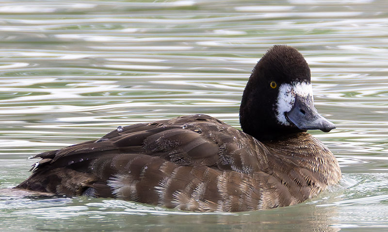 Lesser Scaup Aythya affinis
