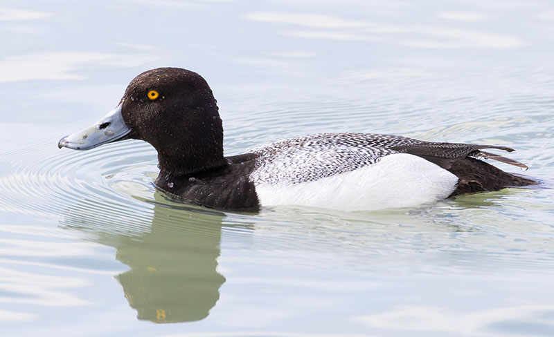 Lesser Scaup Aythya affinis