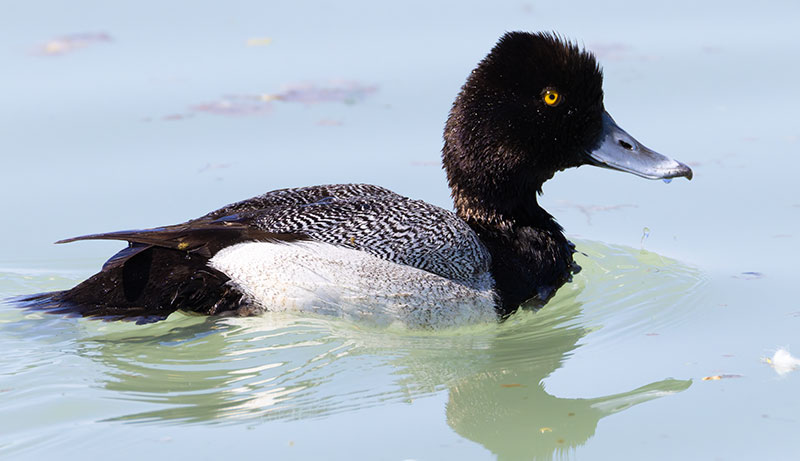 Lesser Scaup Aythya affinis