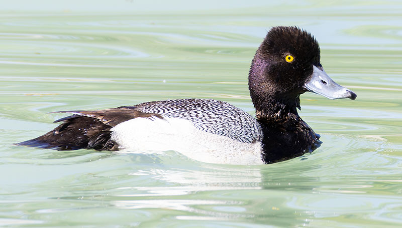 Lesser Scaup Aythya affinis