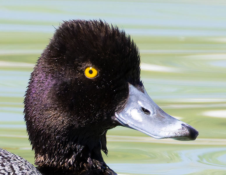 Lesser Scaup Aythya affinis